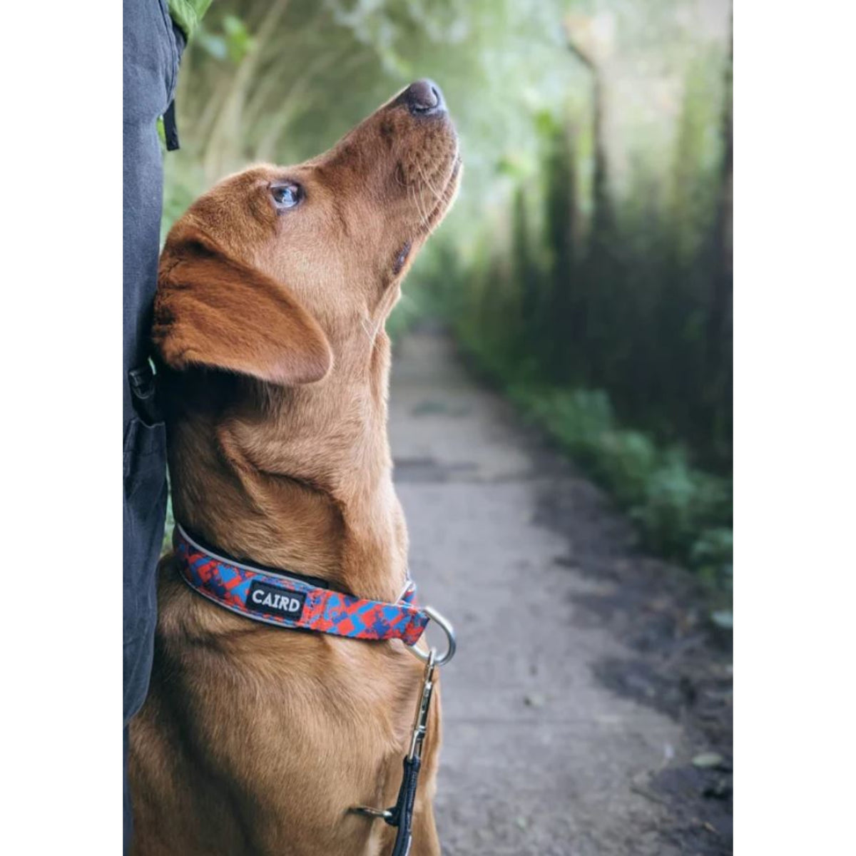CAIRD Training Slip Dog Collar Reflective with Aluminium D-Ring Nylon Padded Neoprene No-Choke