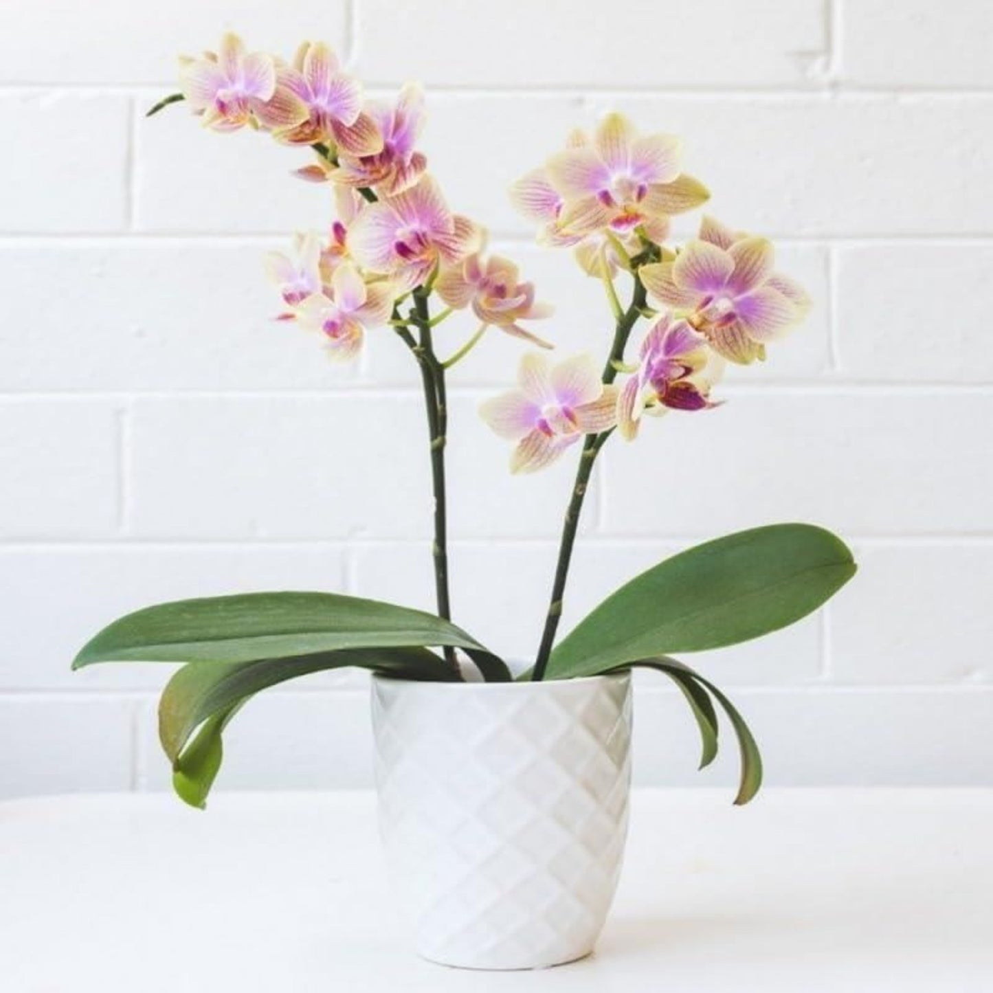 doff 180ml Orchid Feed Flower Plant Fertilizer Growth Formula for Vibrant Blooms