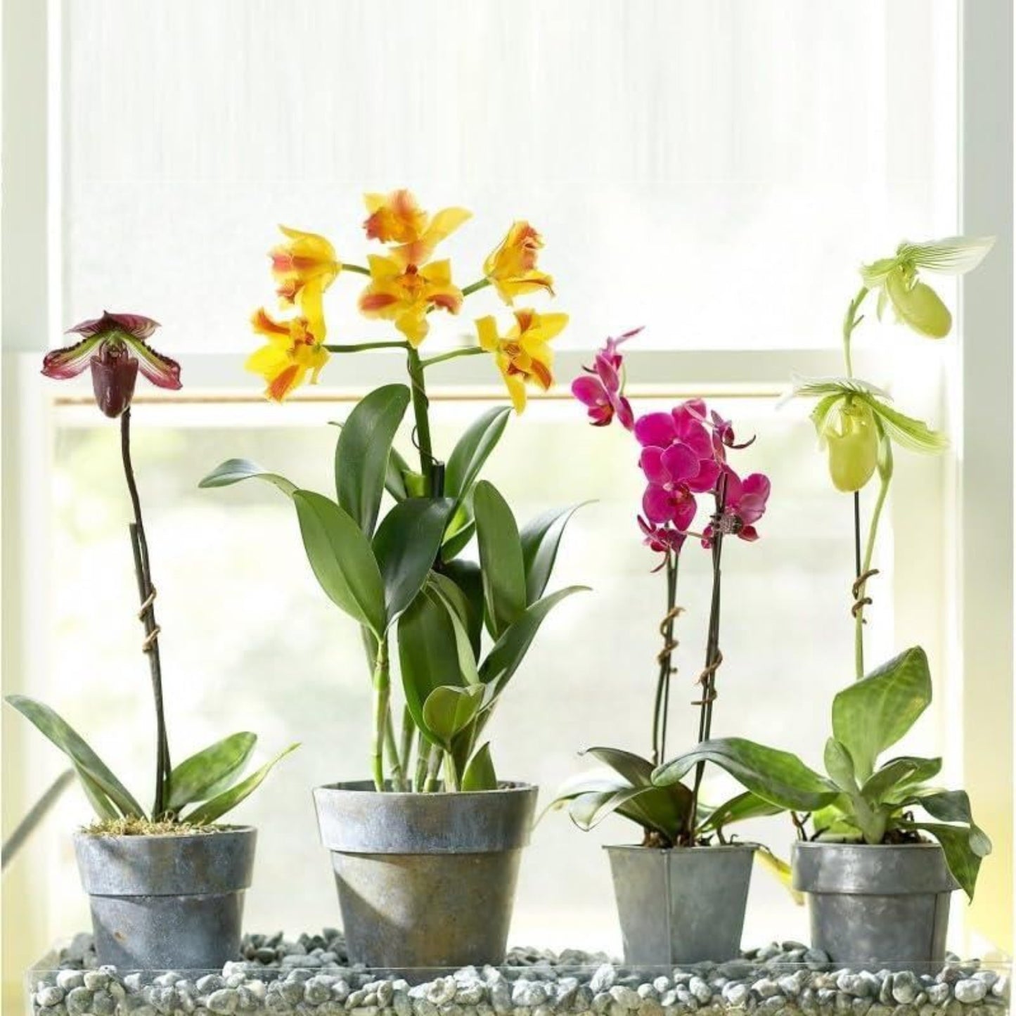 doff 180ml Orchid Feed Flower Plant Fertilizer Growth Formula for Vibrant Blooms