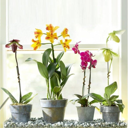 doff 180ml Orchid Feed Flower Plant Fertilizer Growth Formula for Vibrant Blooms