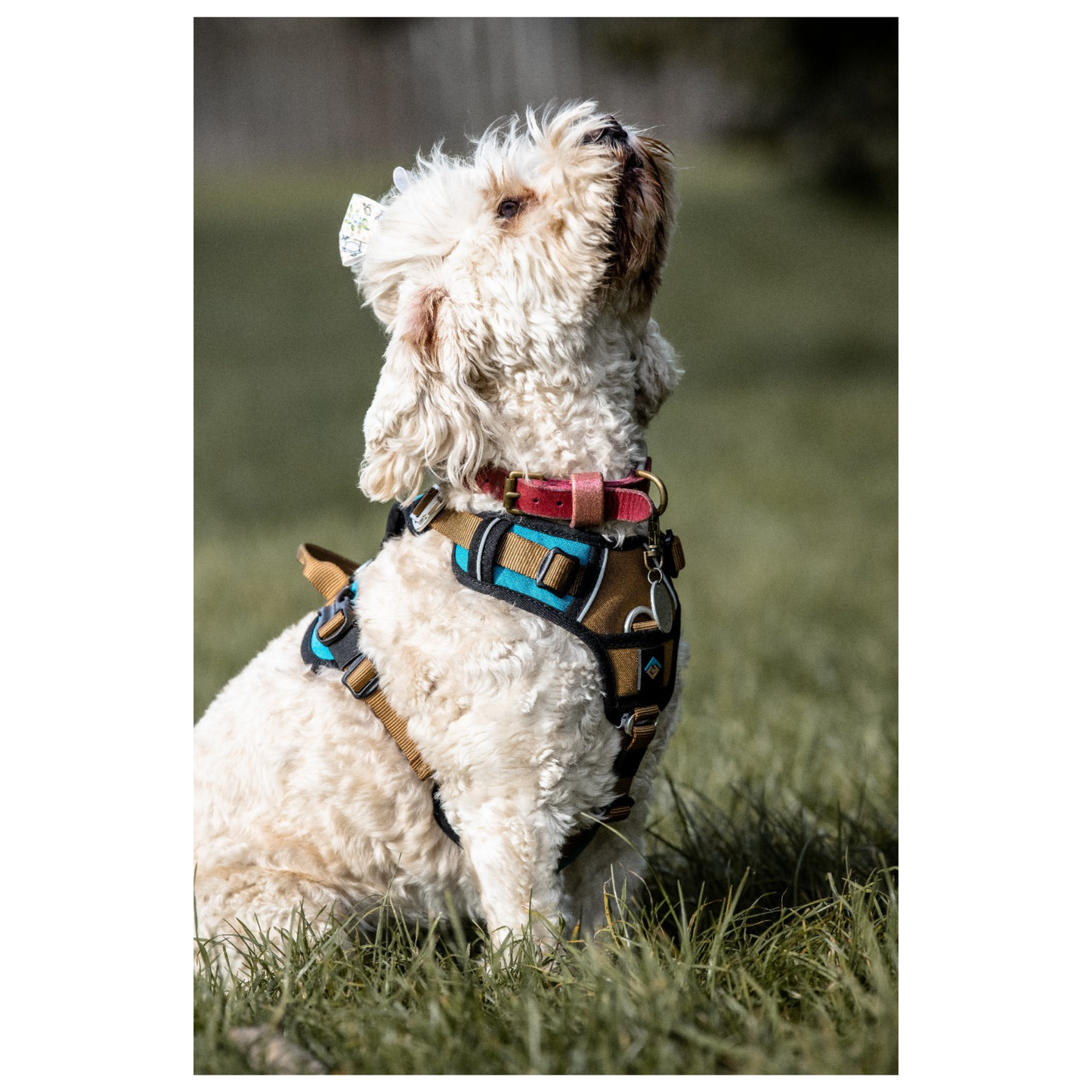 CAIRD Elevate Adjustable Dog Harness 5-Point No Pull Harness with Reflective Trim Front & Back Lead Clips