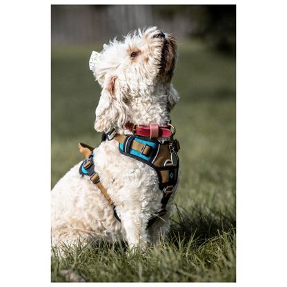 CAIRD Elevate Adjustable Dog Harness 5-Point No Pull Harness with Reflective Trim Front & Back Lead Clips
