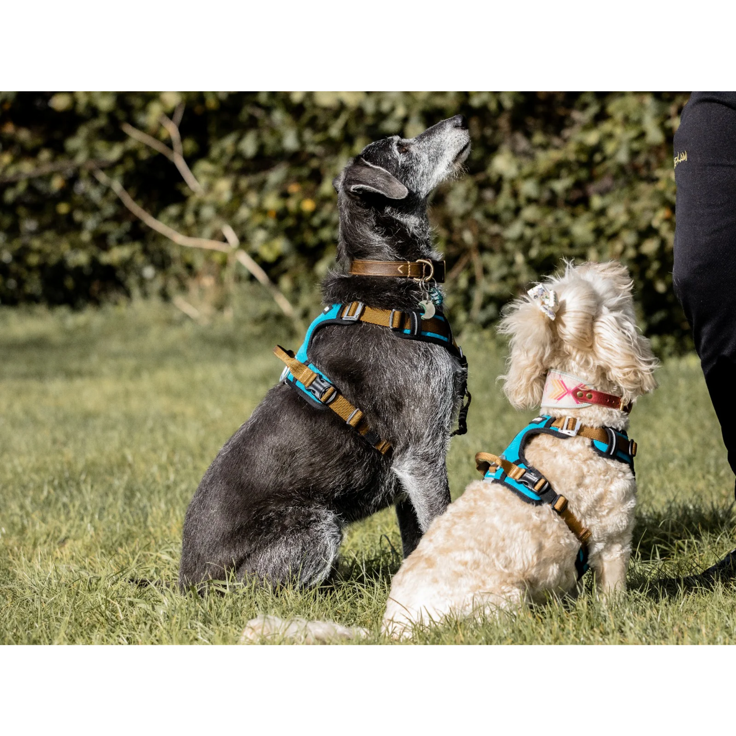 CAIRD Elevate Adjustable Dog Harness 5-Point No Pull Harness with Reflective Trim Front & Back Lead Clips