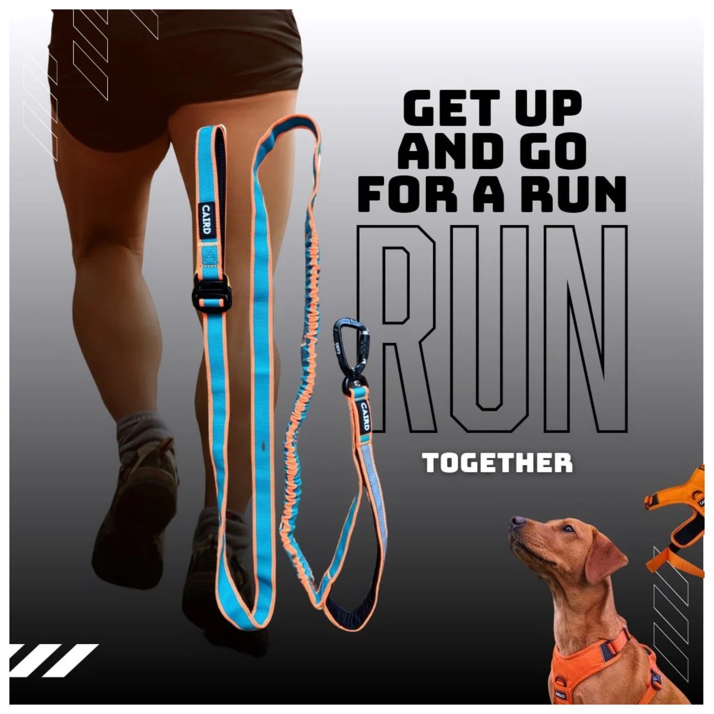 CAIRD Bungee Hands Free Dog Lead Adjustable Waist Belt Aluminium Locking Carabiner