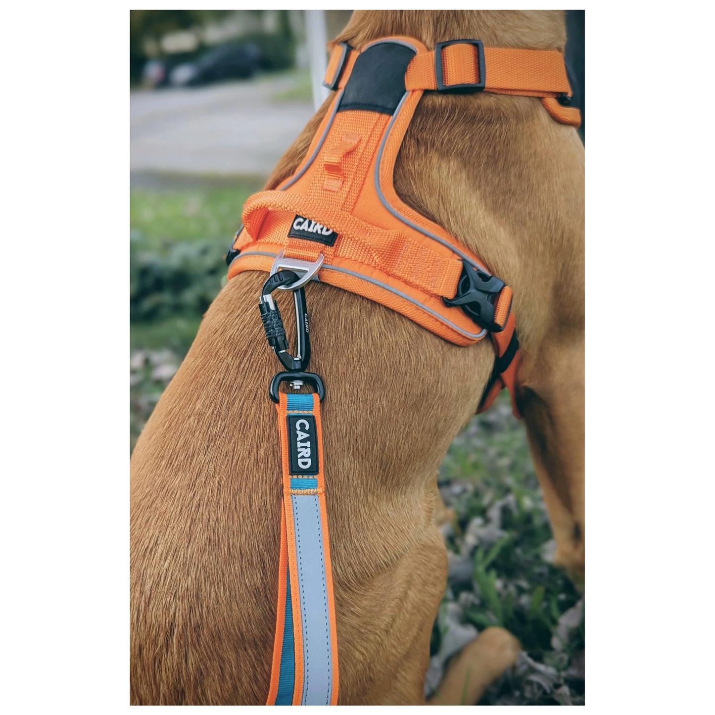 CAIRD Bungee Hands Free Dog Lead Adjustable Waist Belt Aluminium Locking Carabiner