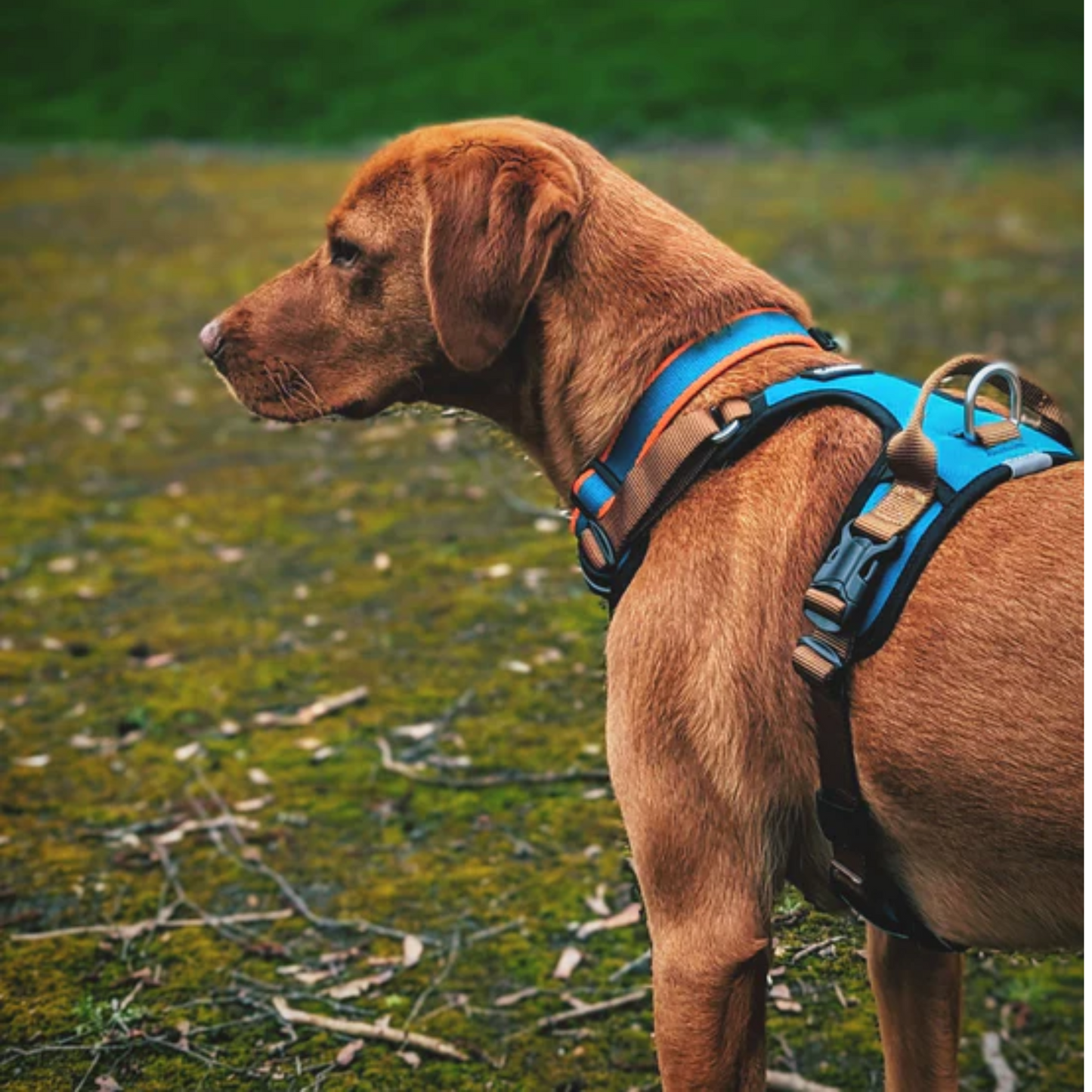 CAIRD Elevate Adjustable Dog Harness 5-Point No Pull Harness with Reflective Trim Front & Back Lead Clips